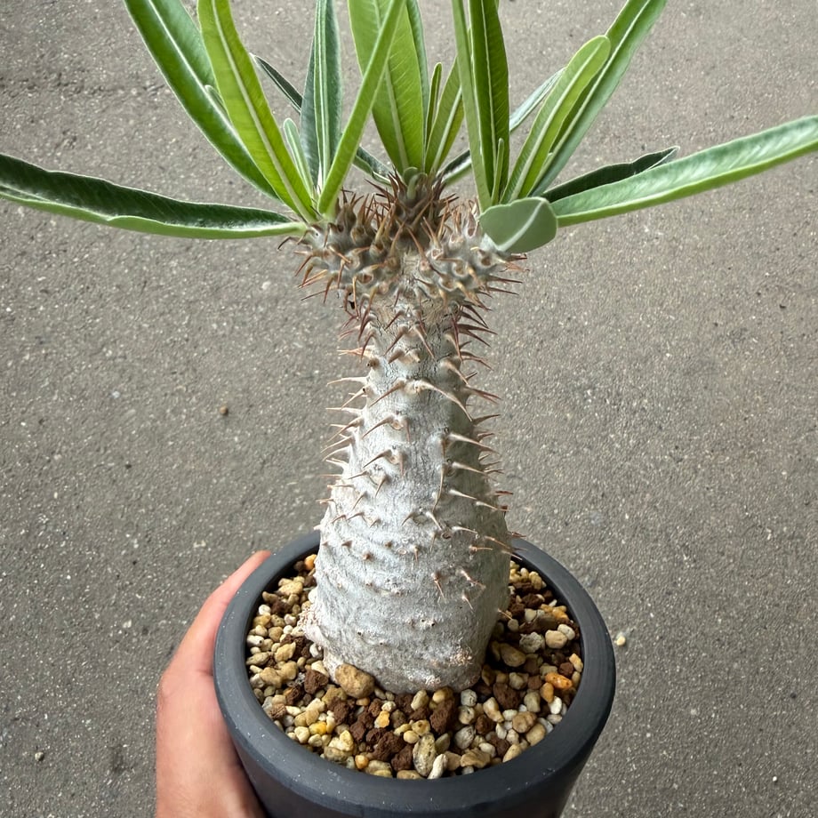 6a6c684e7c077d1f2c97cbf7