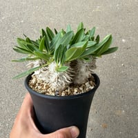パキポディウム 恵比寿大黒 5