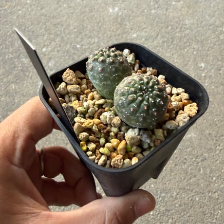 ユーフォルビア　ギムノカリキオイデス6