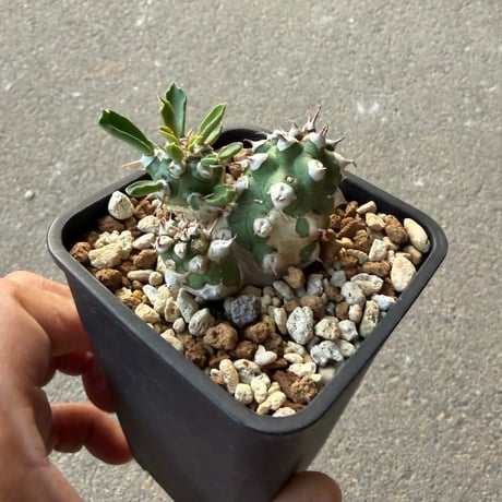 ユーフォルビア トム