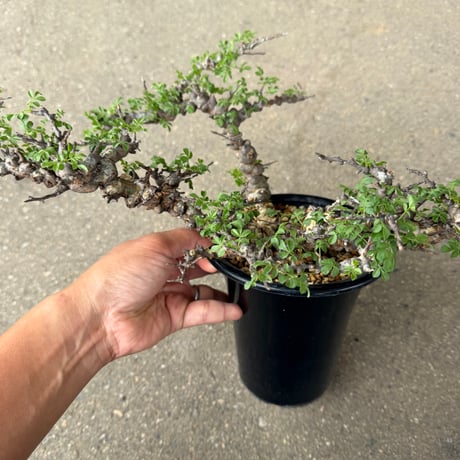 コミフォラ エイル