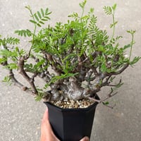 センナ メリディオナリス3