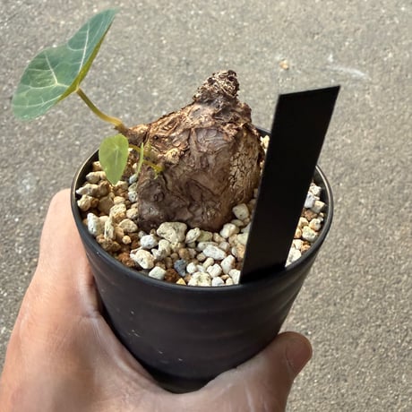 ステファニア カウィーサキー