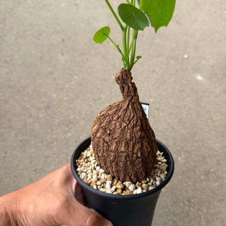 ステファニア スベローサ3