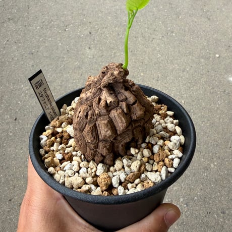 ステファニア スベローサ1