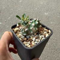 ユーフォルビア トム