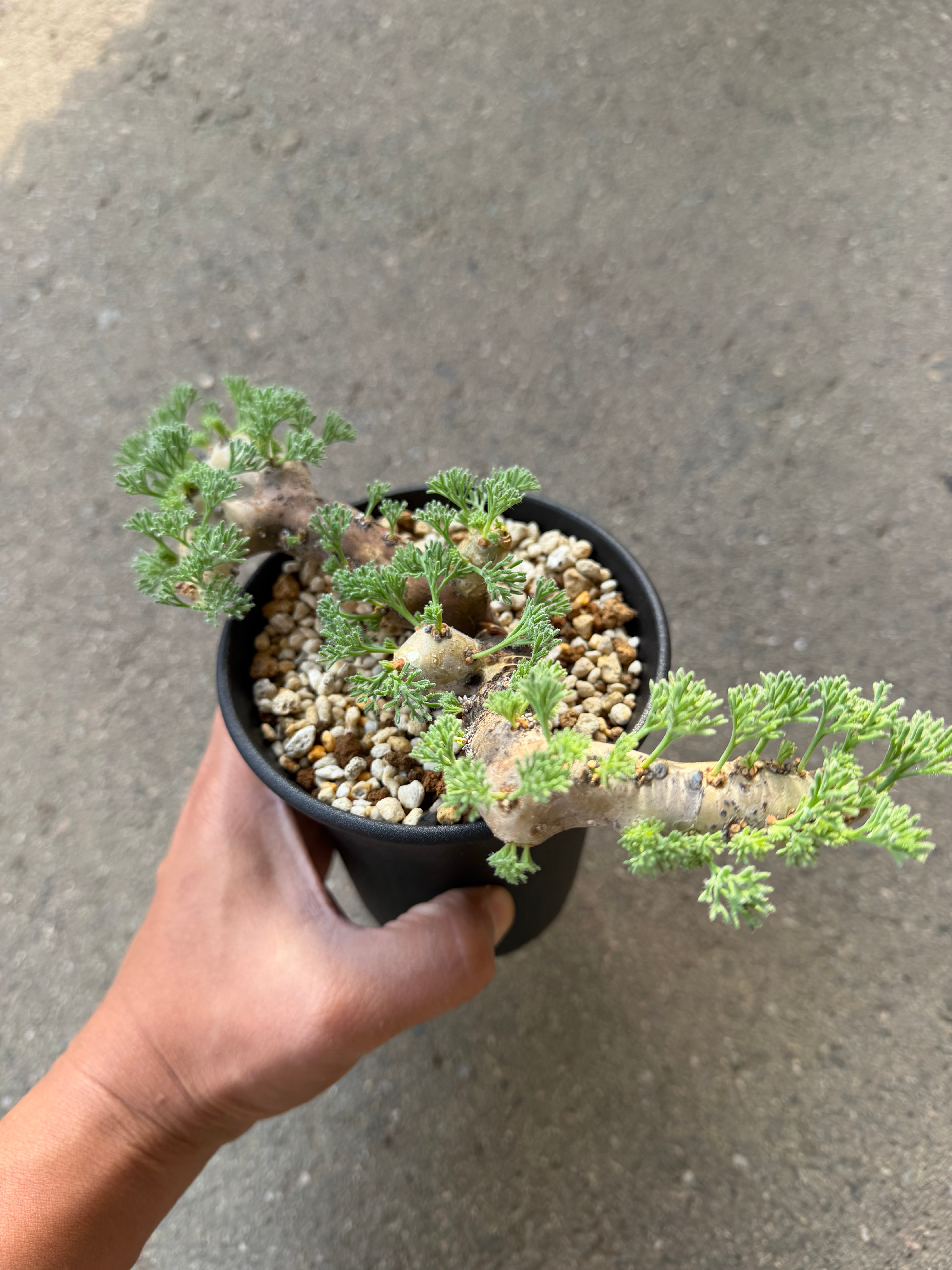 【高品質】　極上株　発芽良好　モンソニア　ムルチフィダ モンソニア ムルチフィダ 2 | STELLA.PLANTS