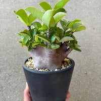 アデニウム アラビカム ブラックスキン1