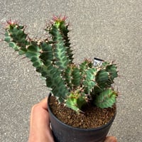 ユーフォルビア ノベリー 1