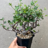センナ メリディオナリス7
