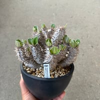パキポディウム デンシフローラム 3
