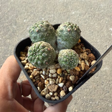 ユーフォルビア　ギムノカリキオイデス2