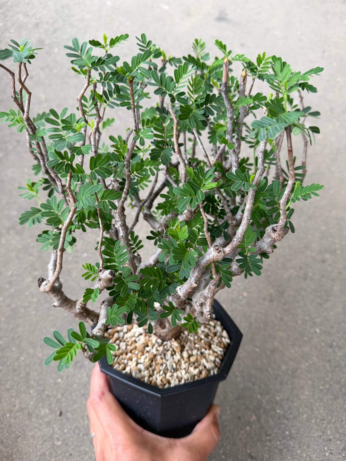 センナ メリディオナリス 3 センナ メリディオナリス3 | STELLA.PLANTS