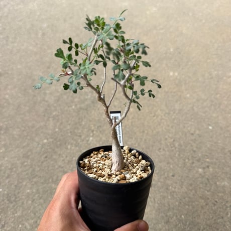 パキコルムス ディスカラー 2