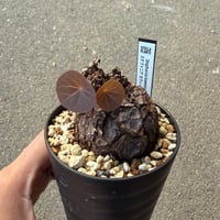 ステファニア カウィーサキー5