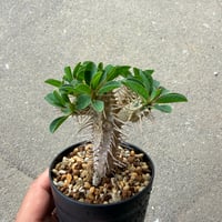 ユーフォルビア ギラウミニアナ12