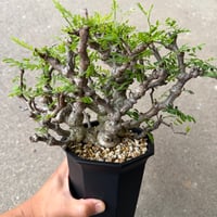 センナ メリディオナリス2