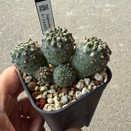ユーフォルビア　ギムノカリキオイデス5