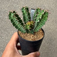 ユーフォルビア ノベリー 5