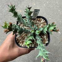 ユーフォルビア トルチラマ 1