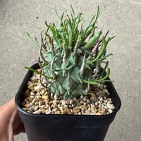 ユーフォルビア スコエランディ 闘牛角6