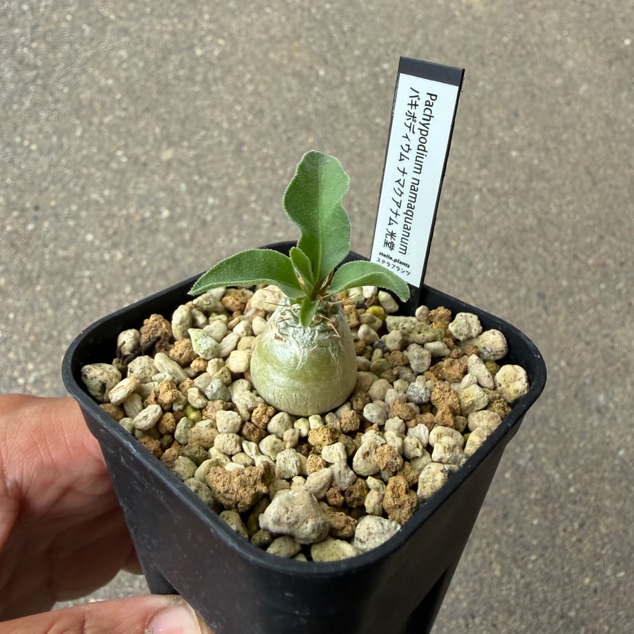 6a57404a00e8ad1583f4b091
