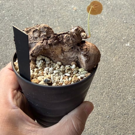 ステファニア カウィーサキー6