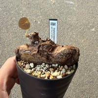 ステファニア カウィーサキー6