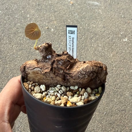 ステファニア カウィーサキー6