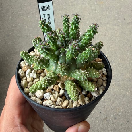 ユーフォルビア ガムケンシス3