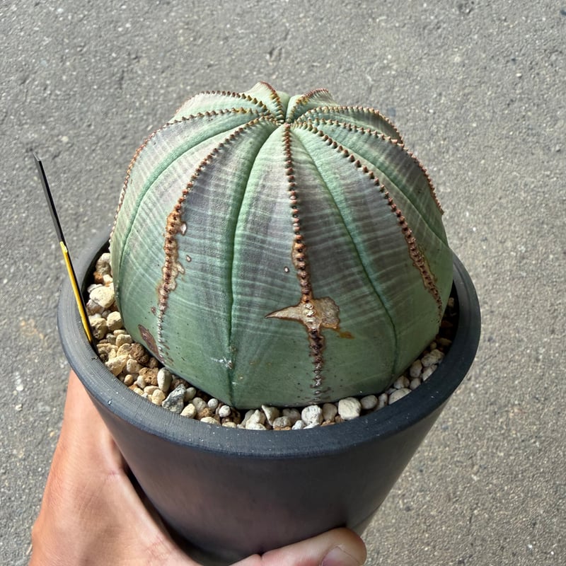 ユーフォルビア オベサ1 大株オス株 | STELLA.PLANTS