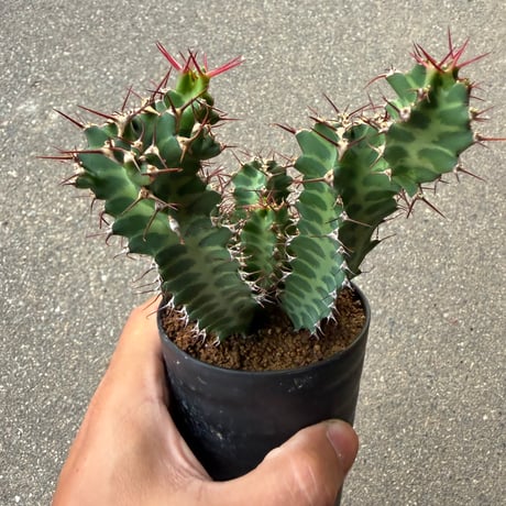 ユーフォルビア ノベリー 1