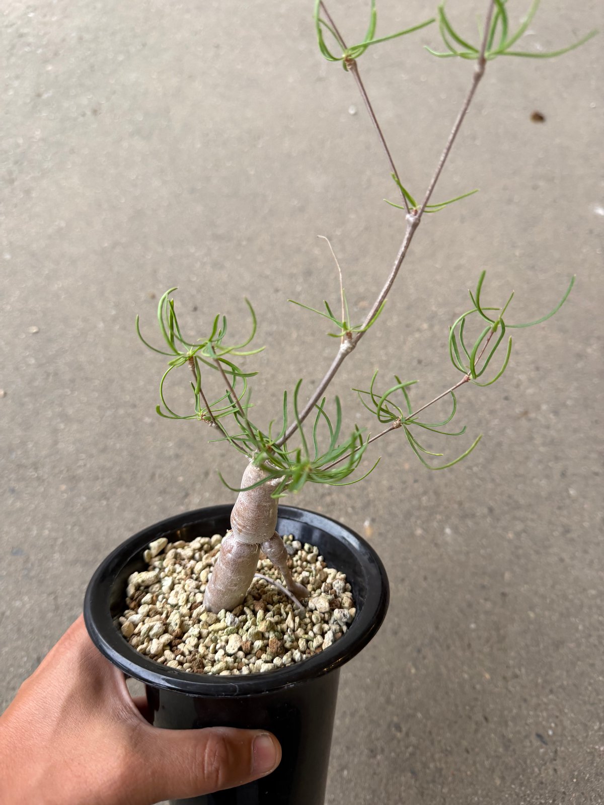 ユーフォルビア ヘディオトイデス2 | STELLA.PLANTS