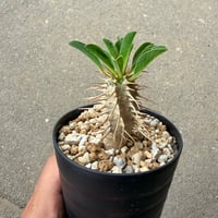 ユーフォルビア ギラウミニアナ1