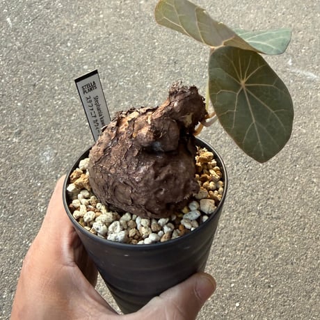 ステファニア カウィーサキー