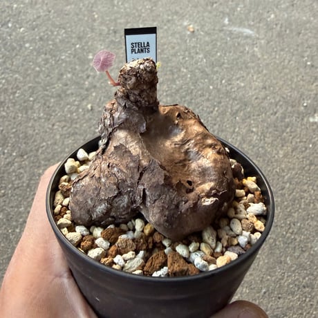 ステファニア カウィーサキー4