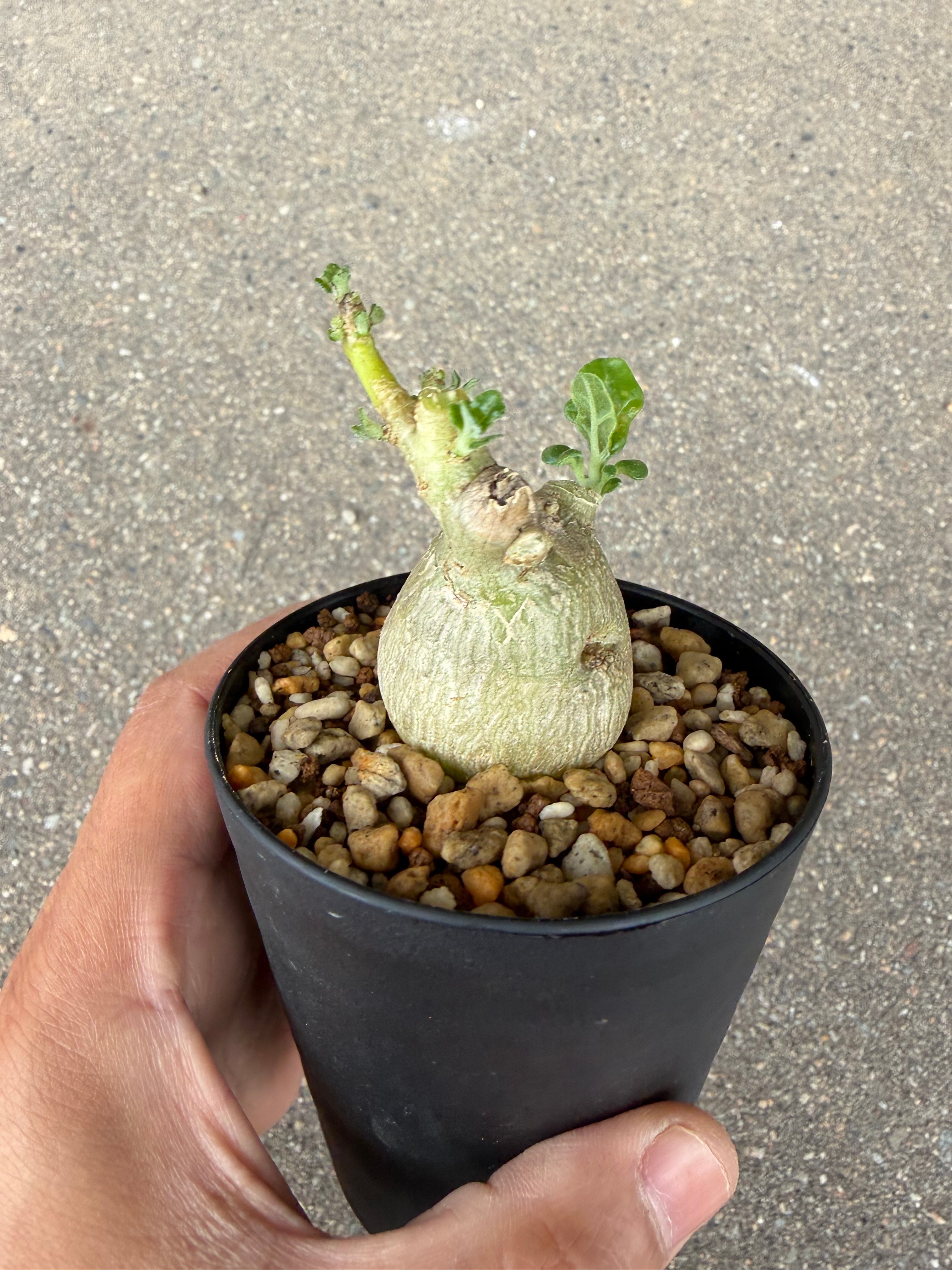 プテロディスカス マカチニエンシス1 | STELLA.PLANTS