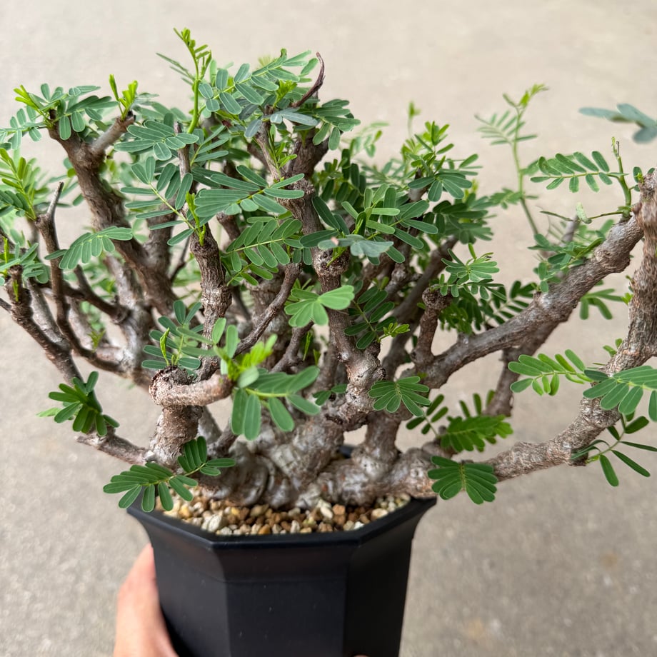 6a52fe8a4adcc2d4f2b652d2
