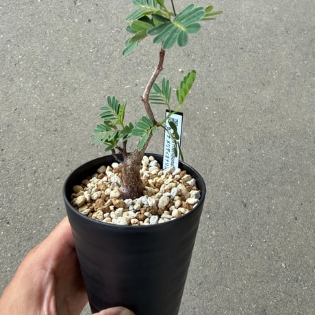 センナ メリディオナリス1