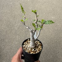 ボスウェリア ネグレクタ2