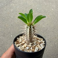 ユーフォルビア ギラウミニアナ3