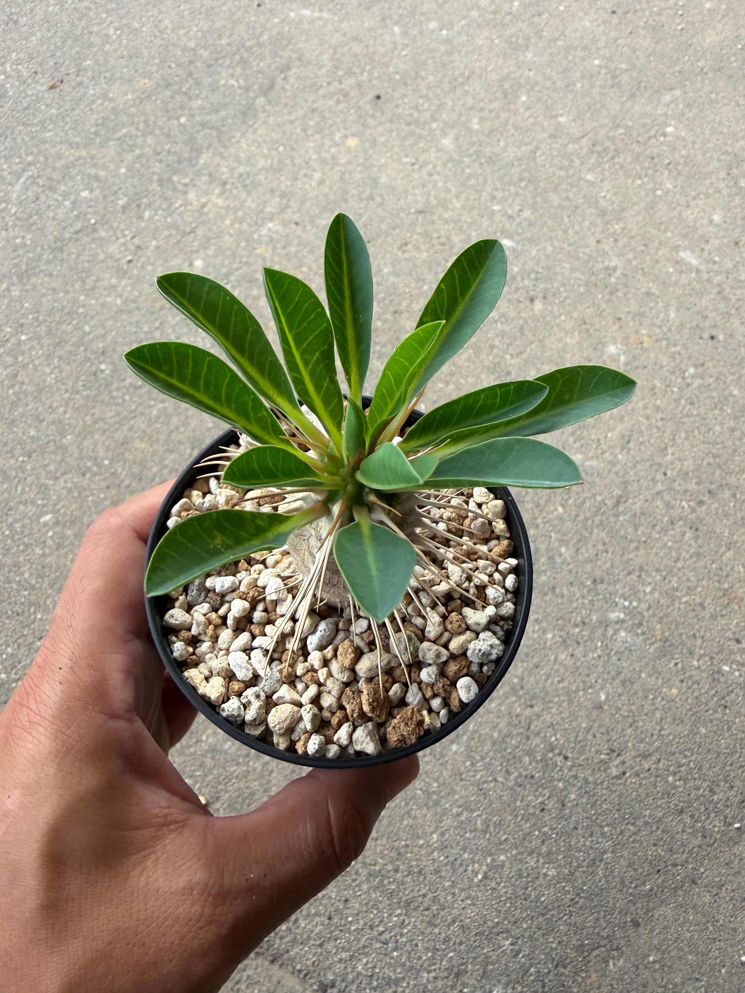 ユーフォルビア ギラウミニアナ5 | STELLA.PLANTS