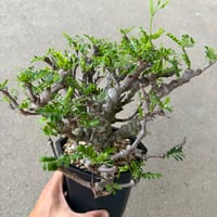 センナ メリディオナリス5