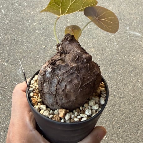 ステファニア カウィーサキー