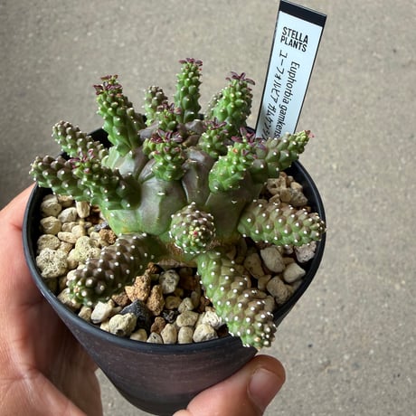 ユーフォルビア ガムケンシス4