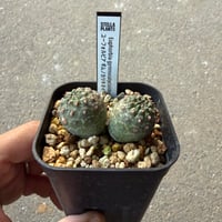 ユーフォルビア　ギムノカリキオイデス6
