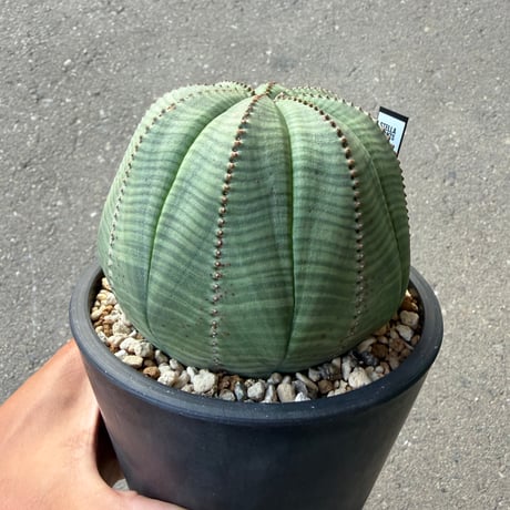 ユーフォルビア オベサ2  大株メス株