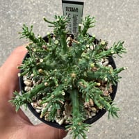 ユーフォルビア デセプタ5
