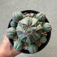 ユーフォルビア 仔吹オベサ2