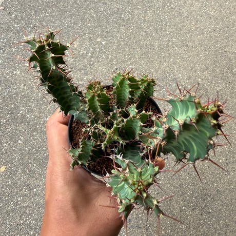 ユーフォルビア ノベリー 3